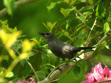 Singin' to his sweetie....