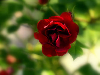 Rose red II