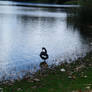 Black Swan