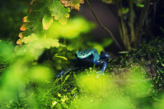 dendrobates azureus