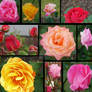 Rose Pack Stock - 10 images - Premium Set