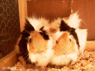 Guinea Pig Family by Blagat