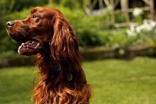 Irish Setter