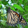 Monarch butterfly, topeka zoo
