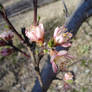 Peach blossom