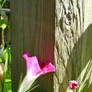 pink morning glory by my porch