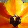 sunny tulip macro