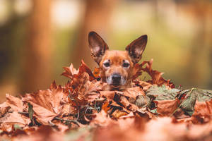 Leaf dog