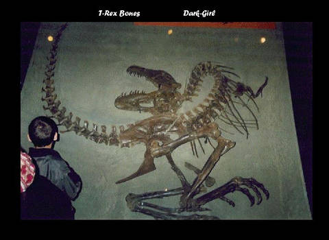 T-Rex Bones