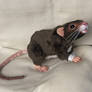 Darwin - custom order lost pet art doll