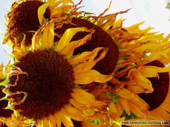 Baguio Sunflower by Enzo Tacadao