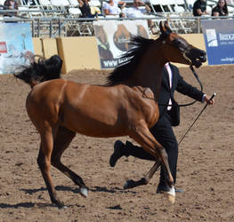 Arabian Horse Show 44