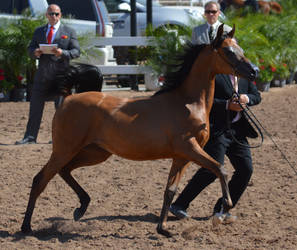 Arabian Horse Show 45