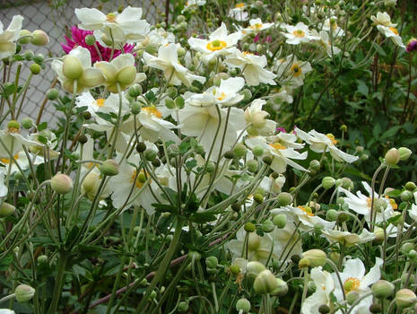 white flowers