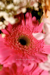 Gerber Daisy