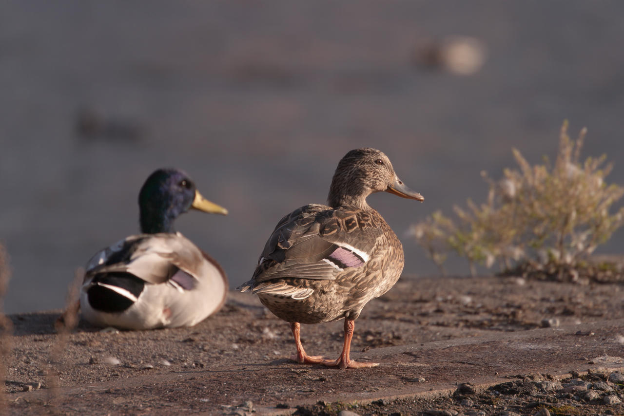 Mallards