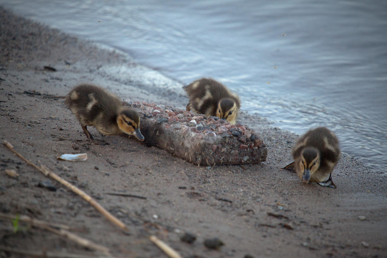 Ducklings