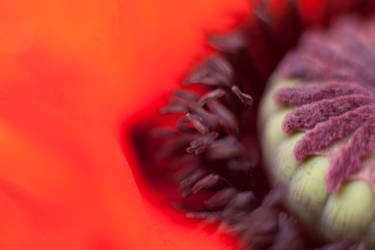 Oriental poppy