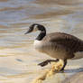 Canada goose