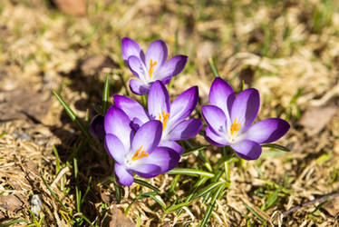 Crocus