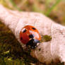 Ladybird ^^