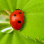 Ladybird 3