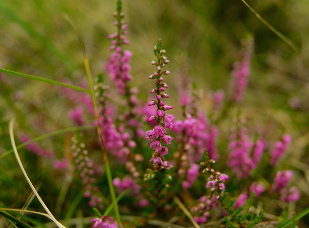 a bit pink