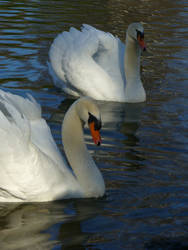 Swan 3