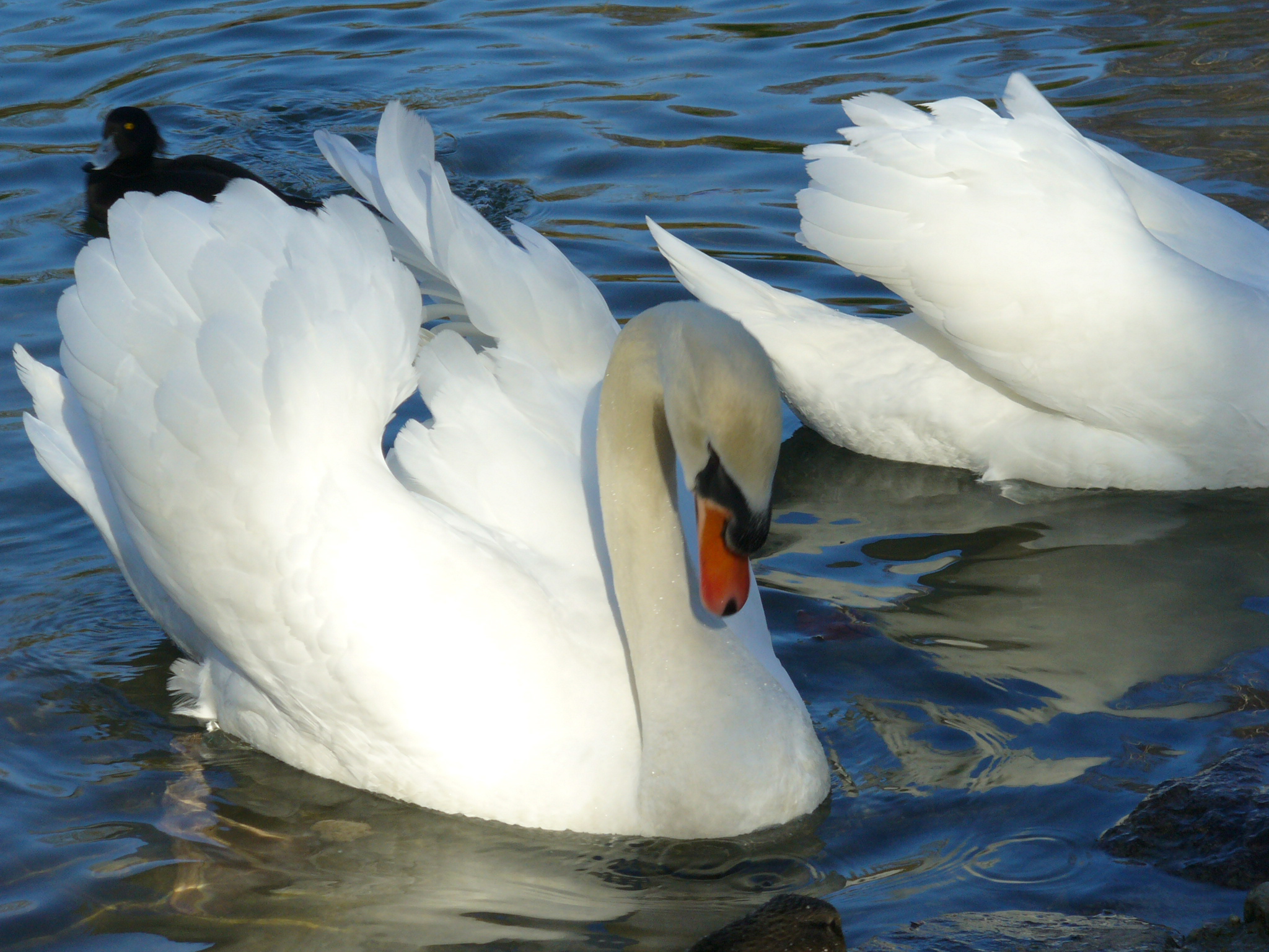 Swan 5