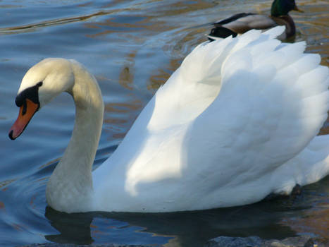 Swan 6