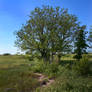 Wishing Tree Wonderland