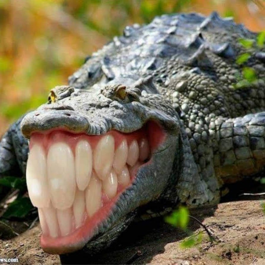 Зубы отсутствуют у черепах крокодилов. Нильский крокодил лапы. Крокодил улыбается. Крокодил с ра крытой пастью. Смешной крокодил.