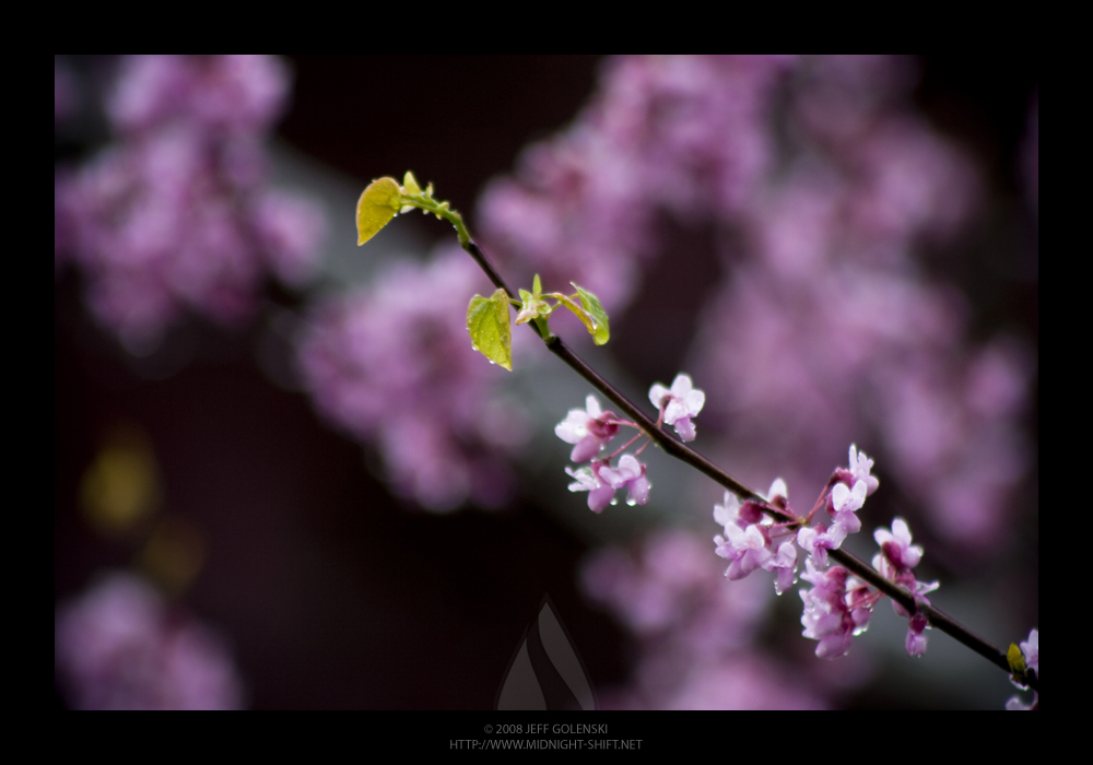 Budding Flowers