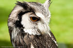hoot hoot by mastahtata