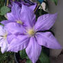 Clematis