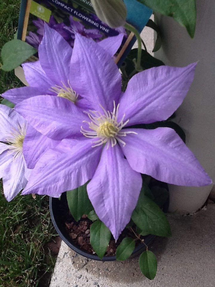 Clematis