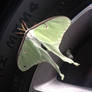 Luna Moth