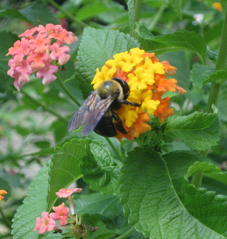 Carpenter Bee by MartenFerret on DeviantArt
