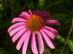 Pink Coneflower by bloodykiss227