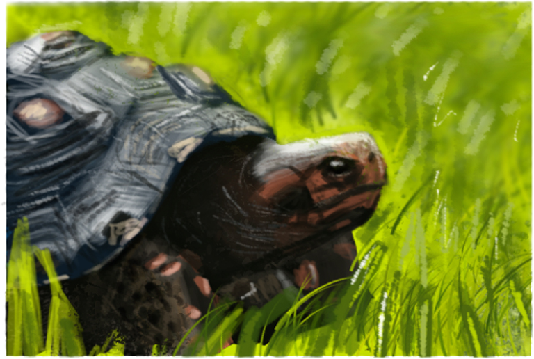 Tortoise photostudy