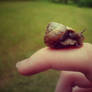 Cute Little Snail