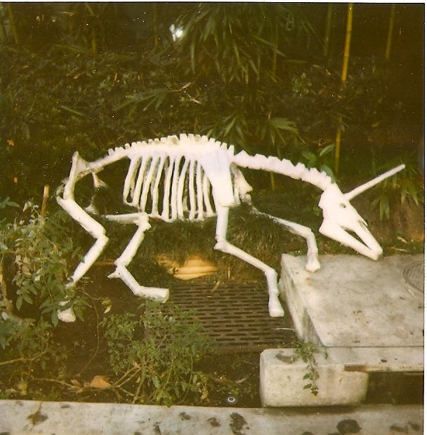 Скелет единорога. Кости единорога в реальной жизни. Единороги скелет раскопки. Скелет единорога в музее.