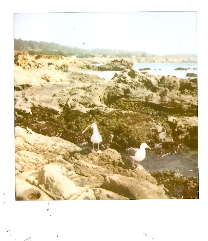 Seagulls