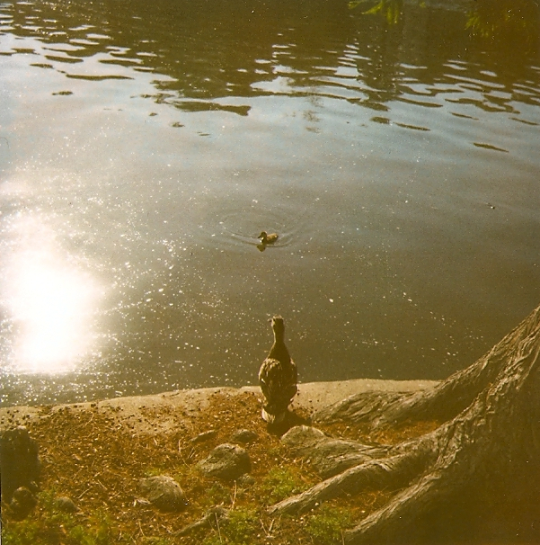 Proud Daddy Duck