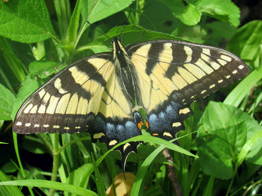 Yellow Swallowtail