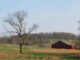 Red Barn with Tree