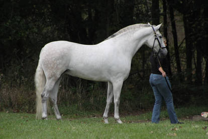 Warmblood Stock