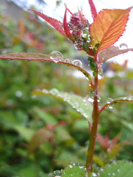 Water Bud