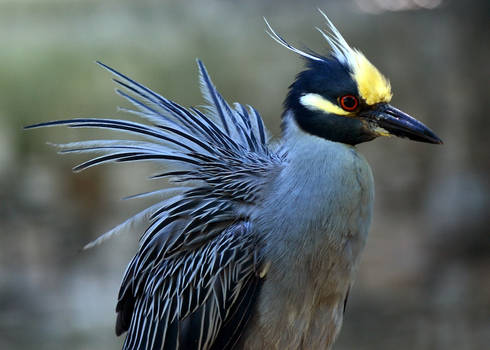 Yellow Crested Night Heron