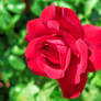 A Turkish Rose